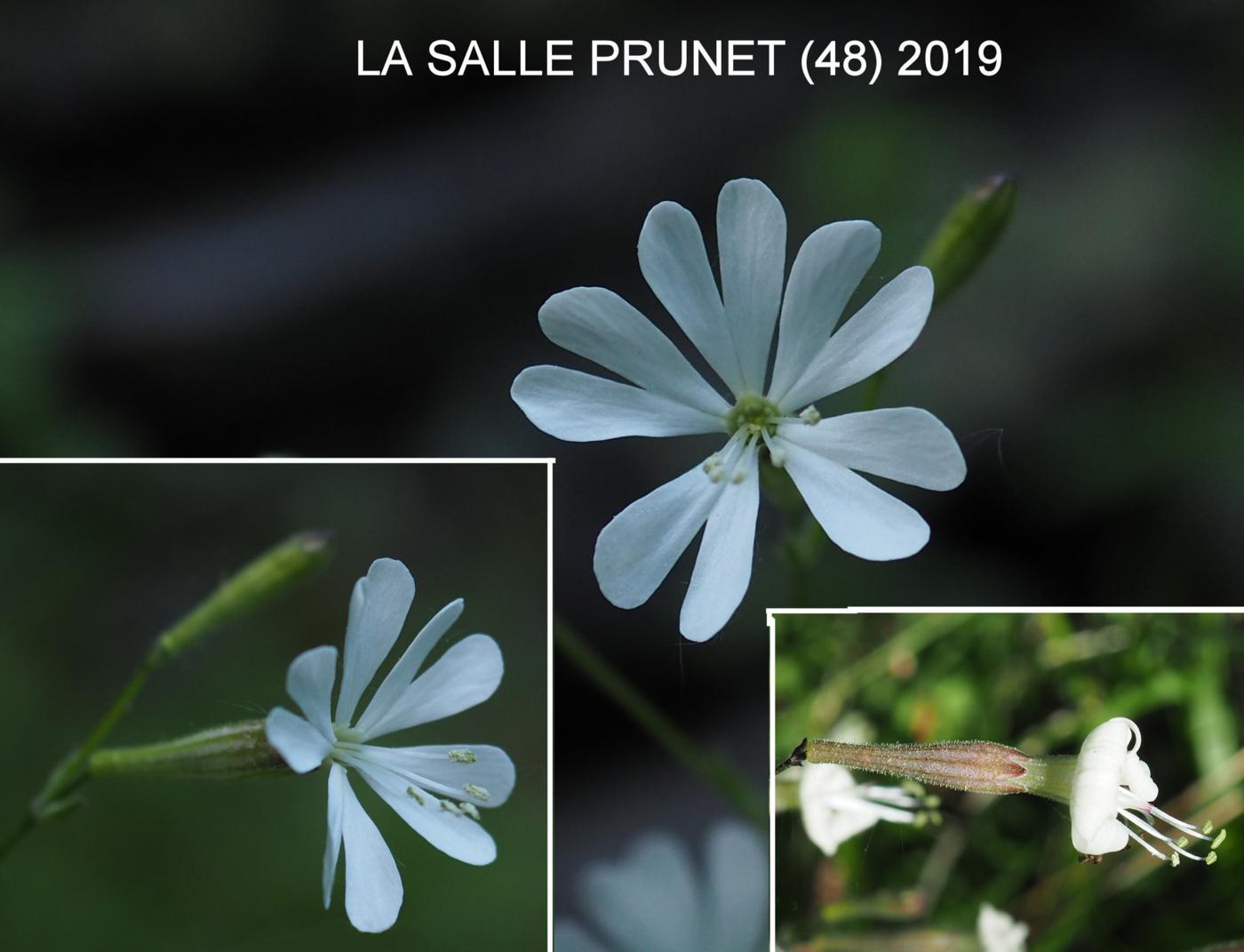 Catchfly, Italian flower